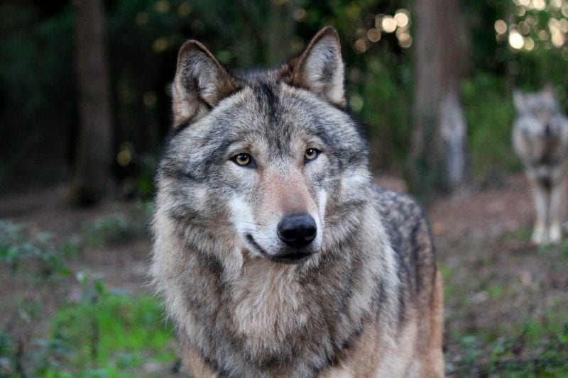Magnificent wolves at Wildwood Devon