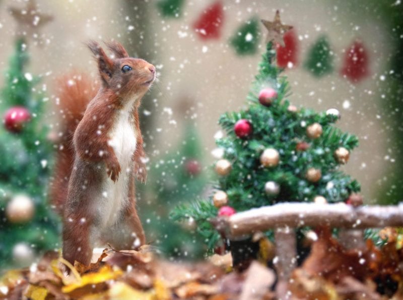 Redquirrel Xmas Wildwood Escot