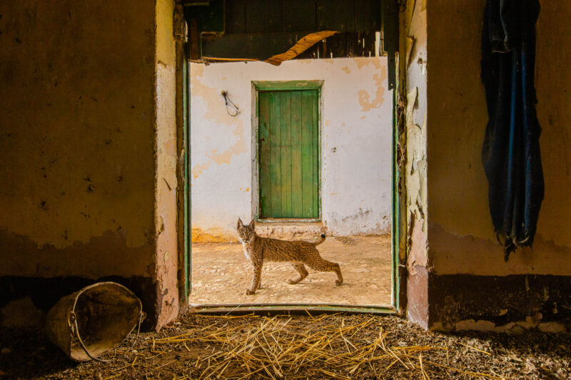 Aa starving Lynx outside the doorway of a rural house looking in for food.